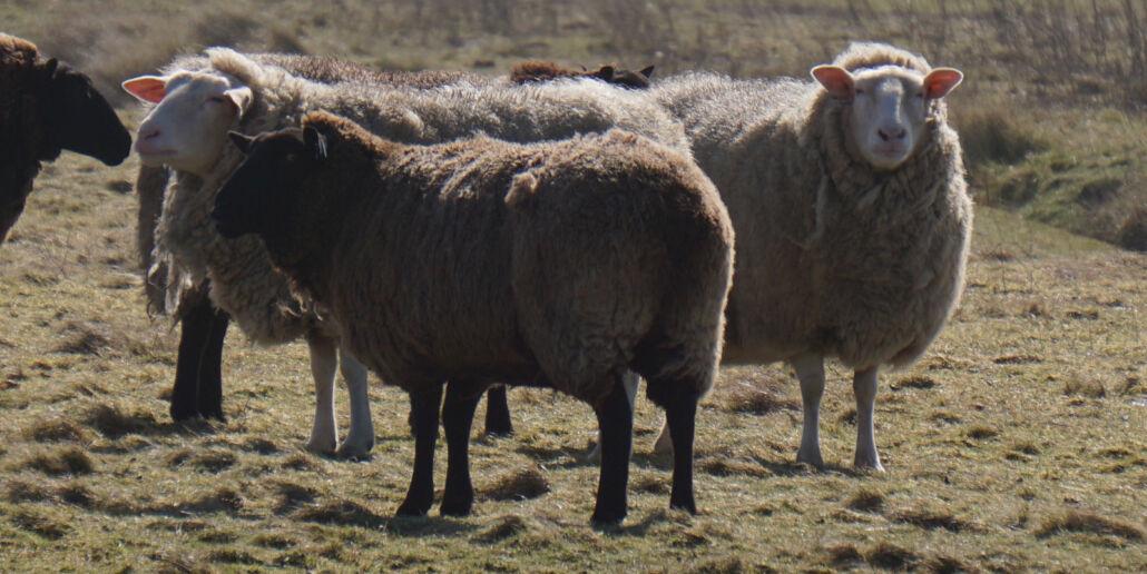 Schafe in einer Wiese in der Nähe von Kiel, wo sich Studierende auf das GAME Programm, das u.a. in Pula stattfindet, vorbereiten.
