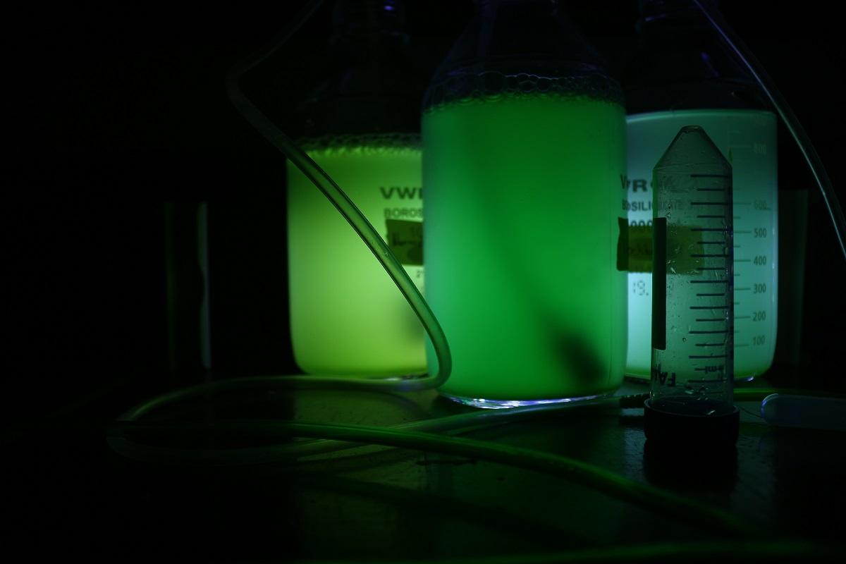 Grüne Flüssigkeit (eigentlich Nannochloropsis als Nahrung für Seescheiden) in Gläsern mit Schläuchen und schwarzem Hintergrund in der Meeresschule Pula.